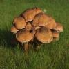 Armillaria ostoyae